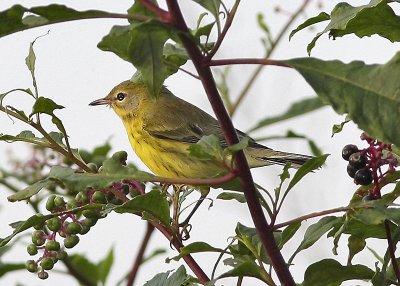 Prairie Warbler