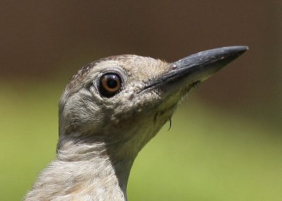 Immature Red-bellied Woodpecker