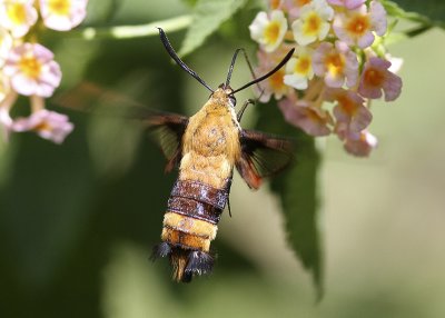 Hummingbird Moth (Hemaris thysbe)