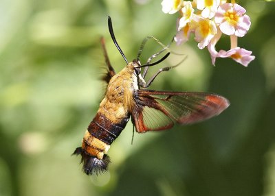 Hummingbird Moth (Hemaris thysbe)
