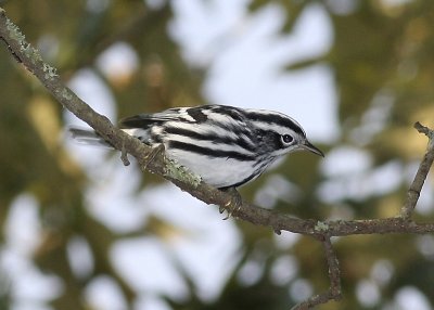 Black and White Warbler