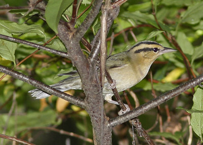 Worm-eating Warbler