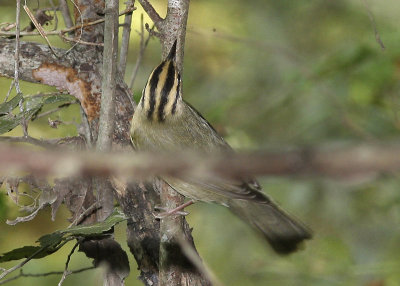 Worm-eating Warbler