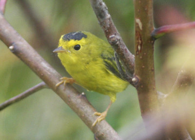 Wilson Warbler