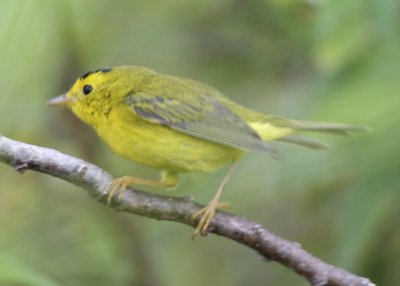 Wilson Warbler