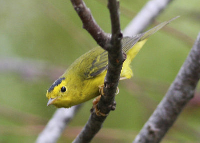 Wilson Warbler