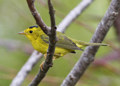 Wilson Warbler