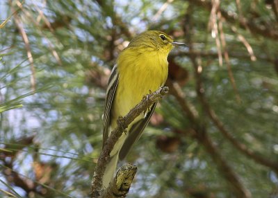 Pine Warbler