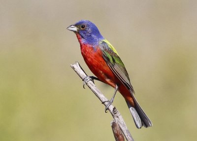 Painted Buntings