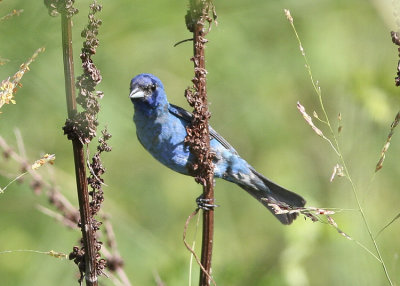 Blue Brosbeak