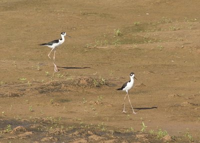 Black-necked Stilt