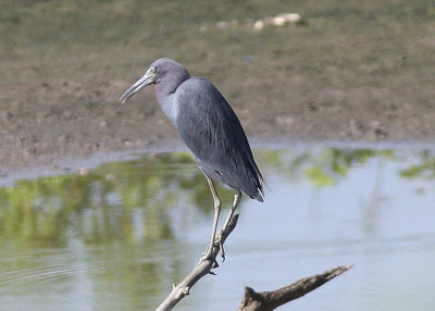 Little Blue Heron