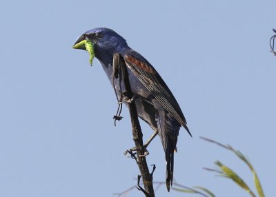 Blue Grosbeak