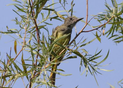 Great Crested Flycatcher