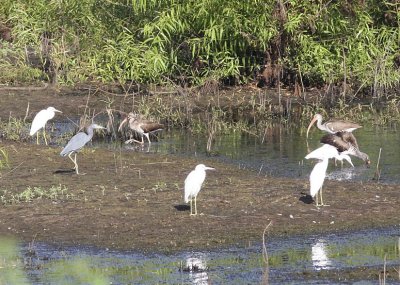 Juvenile White Ibis and Little Blue Herons