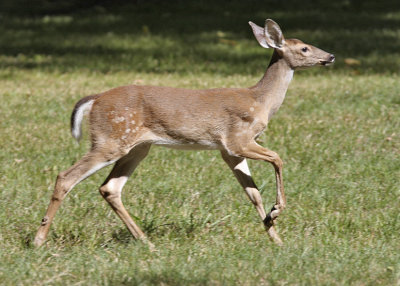 Whitetail Fawn about to lose it's spots.
