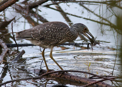 Juvenile Yellow-Crowned Night-Heron