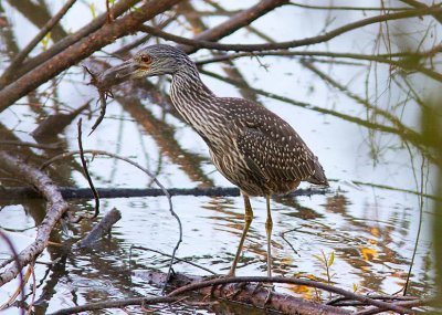 Juvenile Yellow-Crowned Night-Heron