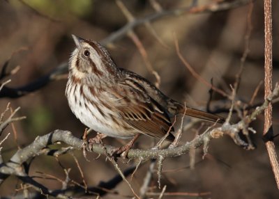 Song Sparrow