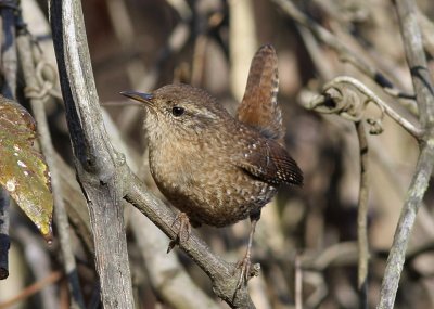 Winter Wren