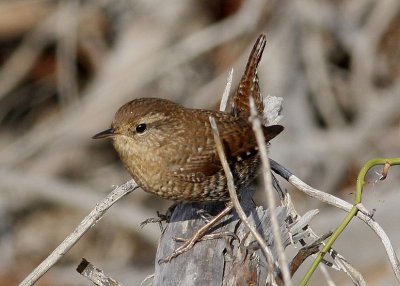 Winter Wren