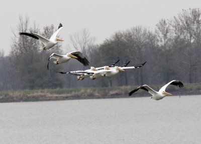 American White Pelicans