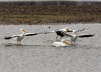 American White Pelicans