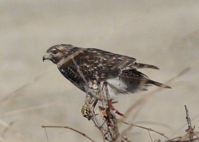 Red-tailed Hawk