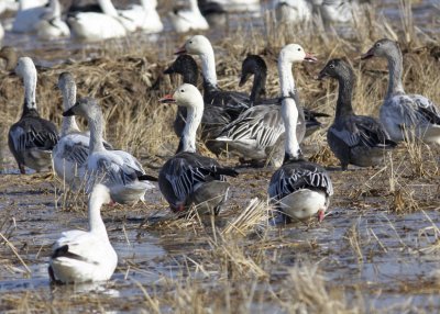 Snow Geese