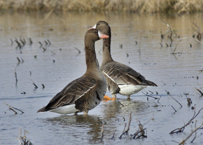 Greater White-fronted Geese