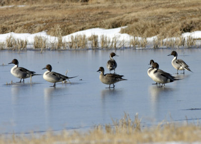 Pintails on Ice