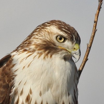 Red-tailed Hawk - Lake Dick