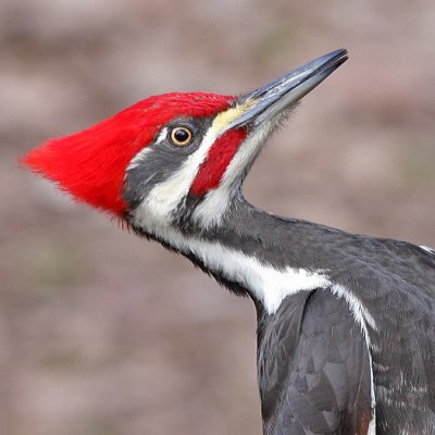 Pileated Woodpecker - Regional Park