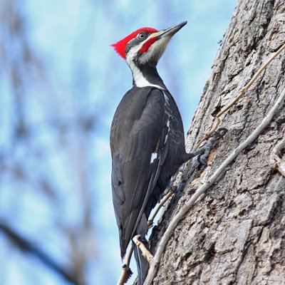 Pileated Woodpecker - Regional Park