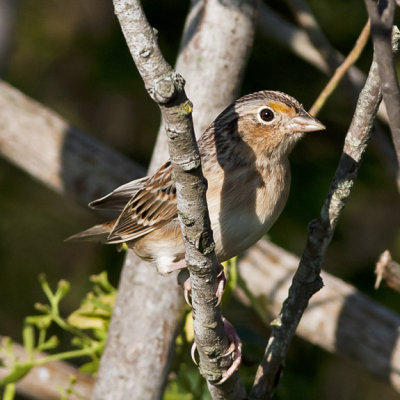 Grasshopper Sparrow 