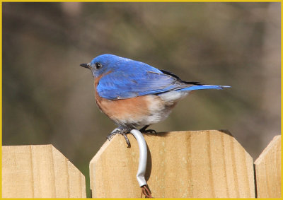 Eastern Bluebird