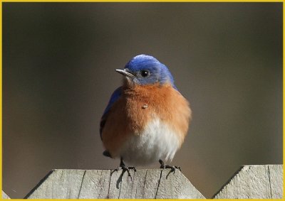 Eastern Bluebird