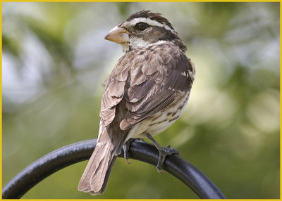 Rose-Breasted Grosbeak Female