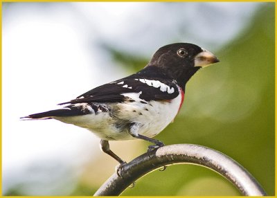 Rose-Breasted Grosbeak