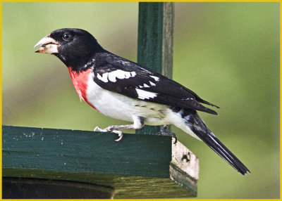 Rose-Breasted Grosbeak