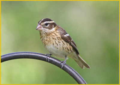 Rose-Breasted Grosbeak Female