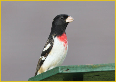 Rose-Breasted Grosbeak