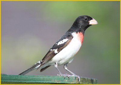 Rose-Breasted Grosbeak