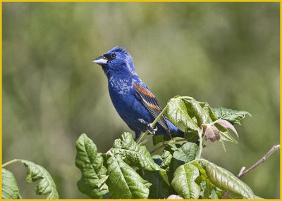 Blue Grosbeak
