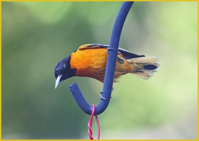 Baltimore Oriole