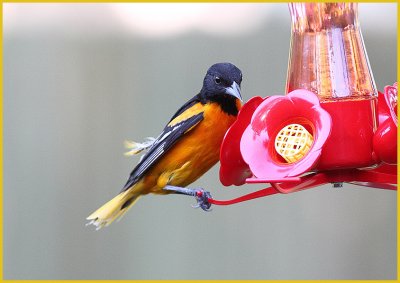 Baltimore Oriole