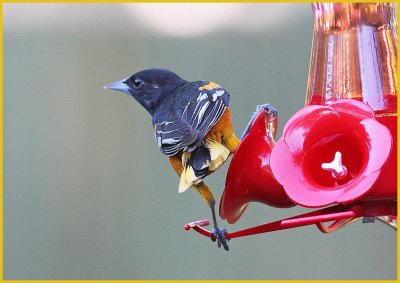 Baltimore Oriole