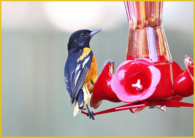 Baltimore Oriole