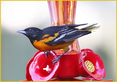 Baltimore Oriole