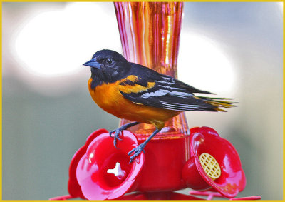 Baltimore Oriole